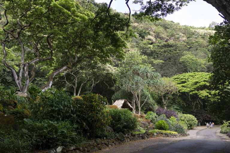 Hānai ‘Āina Forest Restoration Workday