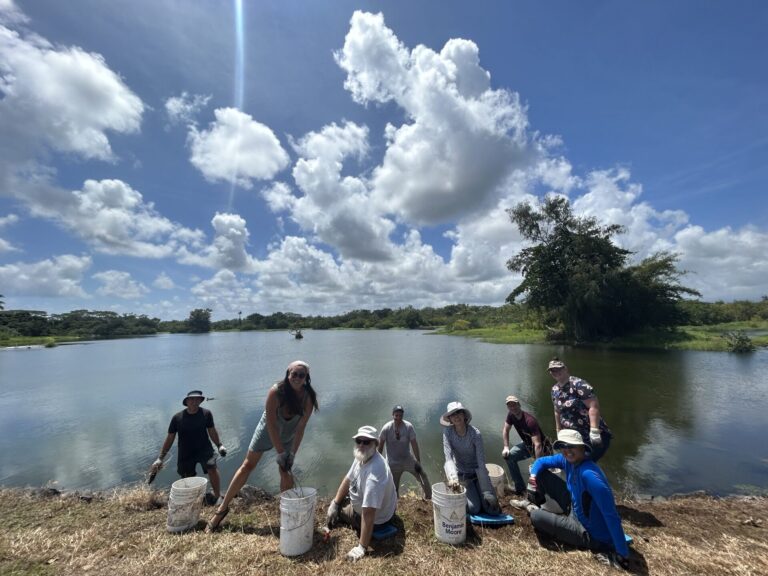 Hilo Wetland Restoration